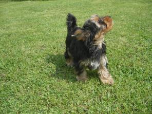 ����������� ������ - ��������