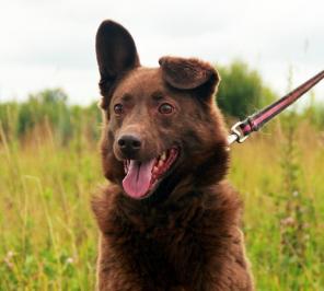 небольшая Шоколадка в дар (фото)