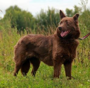 небольшая Шоколадка в дар (фото)