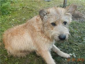 метис терьера потеряшка в дар