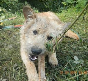 метис терьера потеряшка в дар