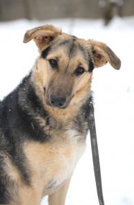 Мальва ищет дом!