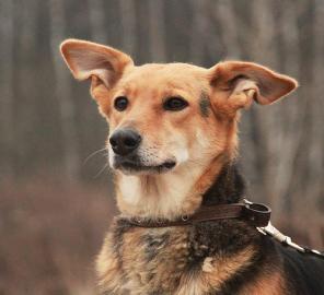Ласковая бывшедомашняя собака