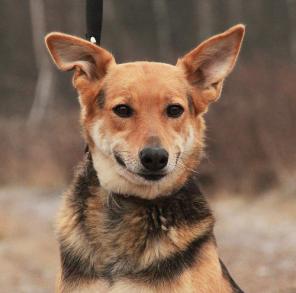 Ласковая бывшедомашняя собака