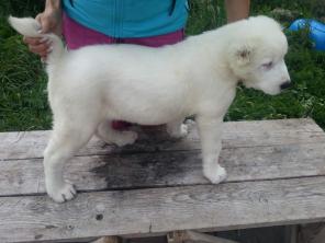 Породные щенки Среднеазиатской овчарки