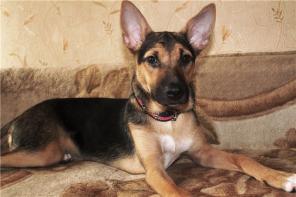 ����� ����� 6 ��� � ���