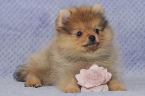 Рыженький комочек шпиц