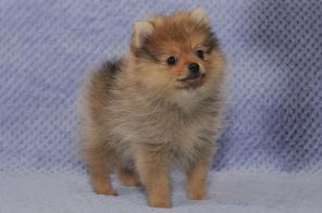 Рыженький комочек шпиц