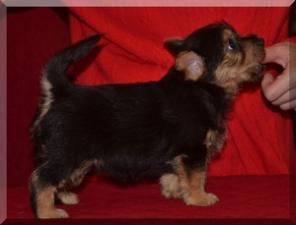 ����� ������ �������, ����������� �������