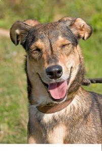 малышка Голди - золотая собачка