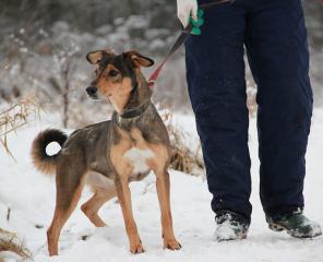 малышка Голди - золотая собачка