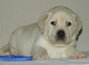 �������� - ������� �����