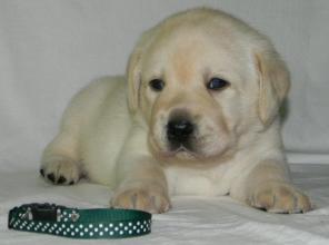 �������� - ������� �����