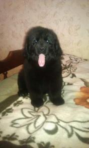 щенки ньюфаундленда