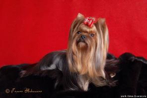 Продам щенков йоркширского терьера (мальчики)