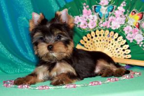 Продам щенков йоркширского терьера (мальчики)