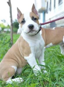 ����� ���  �������� �����