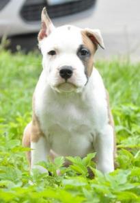 ����� ���  �������� �����