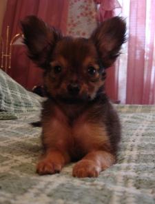 ���-������, �������, �����, ������ ������, ���.