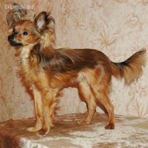 ���-������, �������, �����, ������ ������, ���.