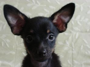 ���-������, ����, �����, �������, ������ ������, ���.