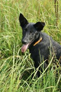 Ласковая и добрейшая девочка щенок 5 мес в дар!