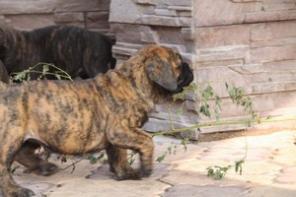 ����������� �����