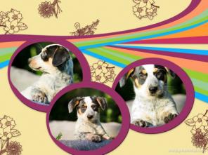 ������������ ����� - ������ ����� � ���