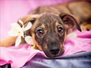 Отдам очаровательного щенка!