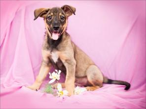 Отдам очаровательного щенка!