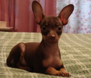 ���-������, ����-����������, ������, ������ ������, ���.