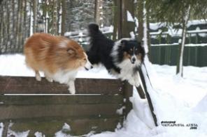 ����������� �����, ��������