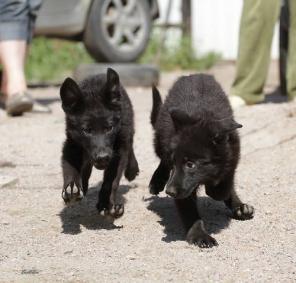 ����� �������� �������