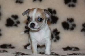 ��������� �������������� ����� �������� ��������