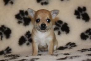 ��������� �������������� ����� �������� ��������