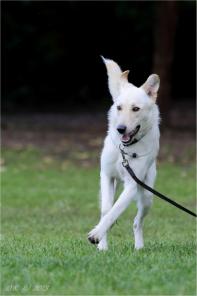 Малыш Ричи в добрые руки