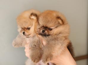 ����������� ����������� �����