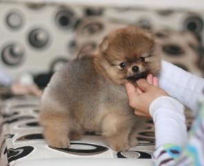 ����������� ����������� �����