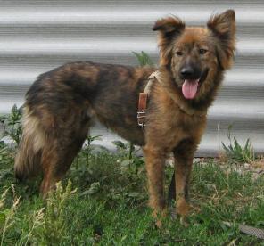 Злата особая собака для особых людей!