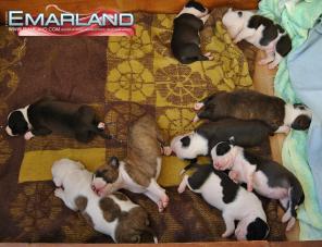 ��������� ������������� ����� ��� (��������) � ���������