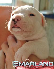 ��������� ������������� ����� ��� (��������) � ���������