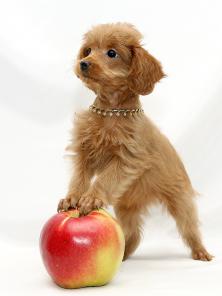 Щенки милашки очаровашки