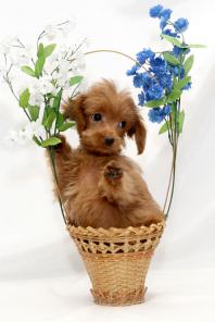 Щенки милашки очаровашки