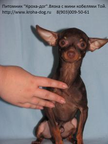 Вязка.Миниатюрный кобель Той-терьера приглашает на вязку.