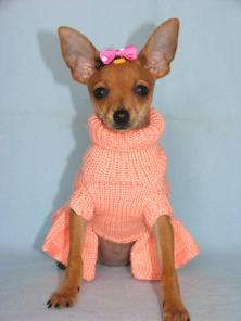 Собачки размером с мышку. Супер-мини Той терьер.