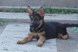 ����� �������� �������