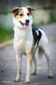 пес Чип в дар - ждет счастливого конца печальной истории