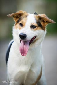 пес Чип в дар - ждет счастливого конца печальной истории