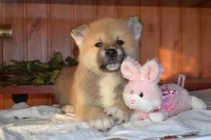 �����-���, �����, �������� "������ �����/kin sora"