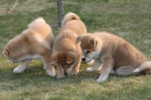 �����-���, �����, �������� "������ �����/kin sora"